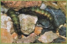 Муха Caddis Larva (личинка ручейника)