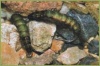 Муха Caddis Larva (личинка ручейника)